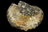 Fossil Ammonite (Hoploscaphites) - South Dakota #115153-1
